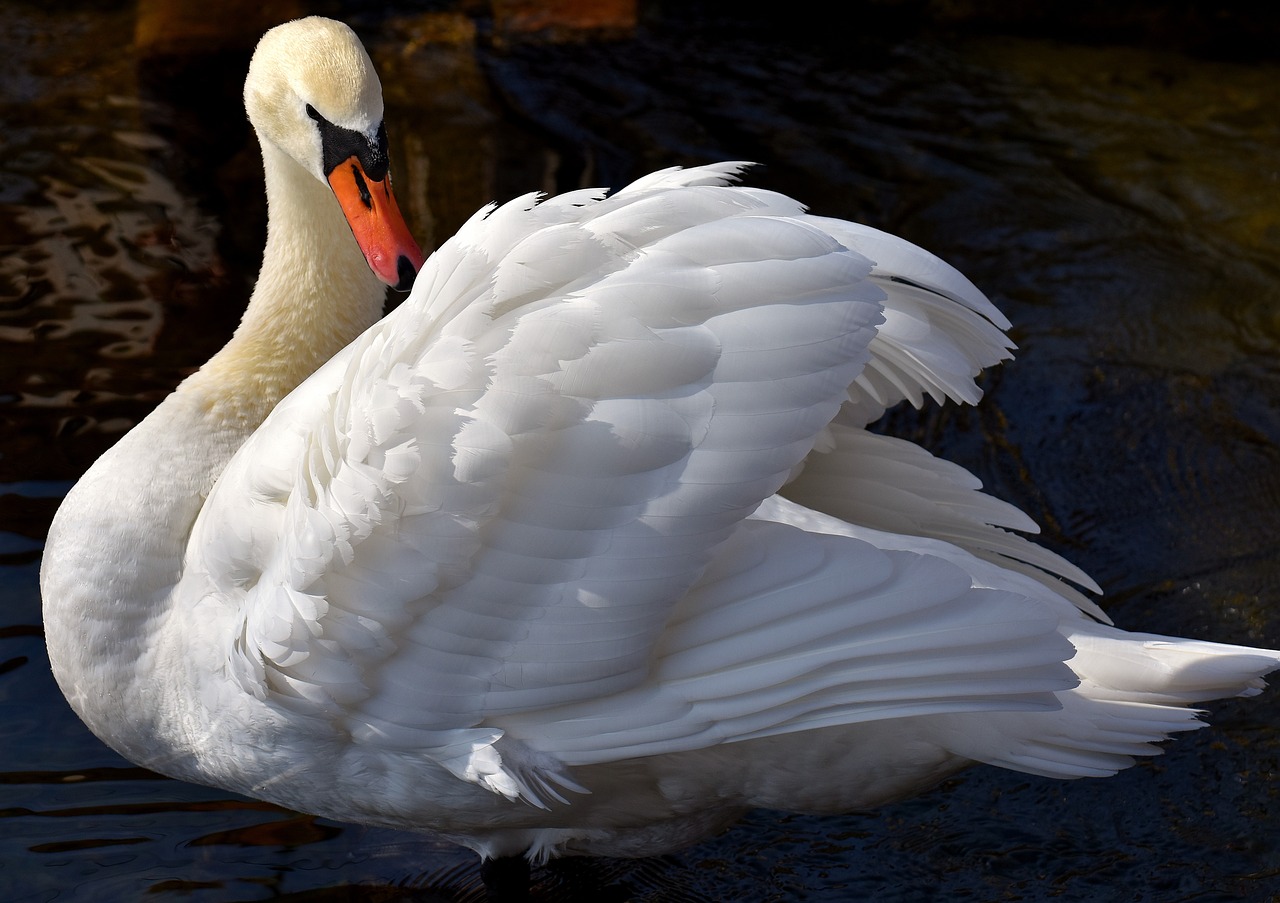 swan, elegant, noble-3198894.jpg